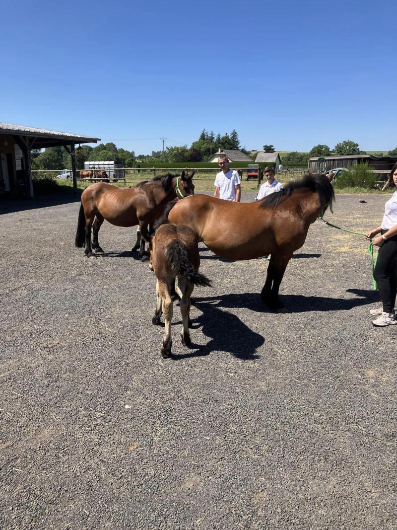 11 Août - concours Modèle et Allures de Cantoin (Aveyron)Cheval