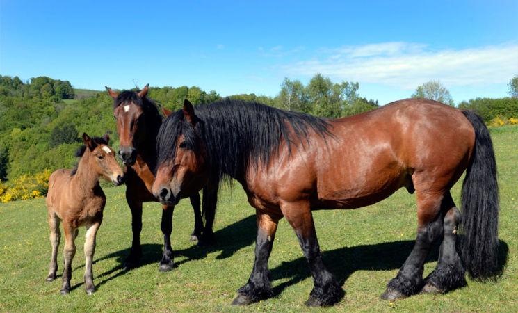 Concours Modèle & Allures de MASSIACCheval