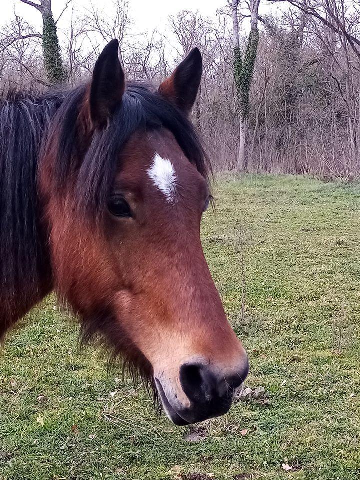 Commission d’Approbation Nationale le dimanche 11 Mai 2025 à 09h00Cheval